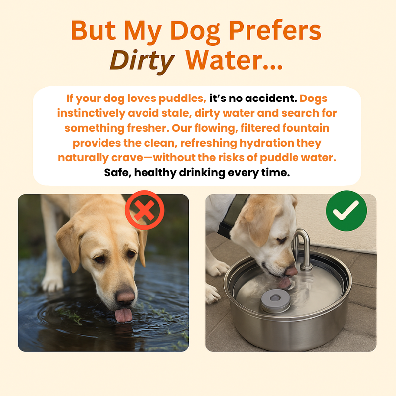 Pakloo™ - Electric Dog Fountain